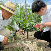 河内ワイン